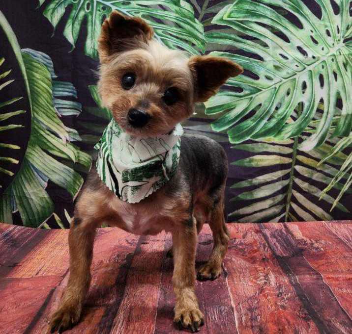 Photo of Bruno