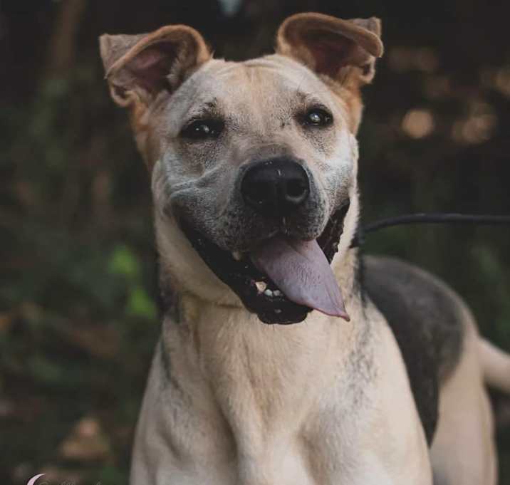 Photo of Cookie