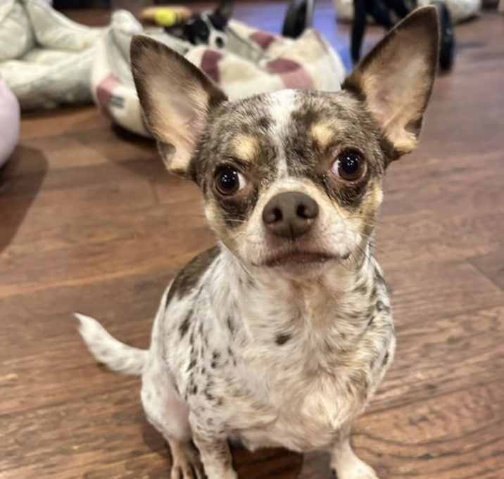 Photo of Dougie