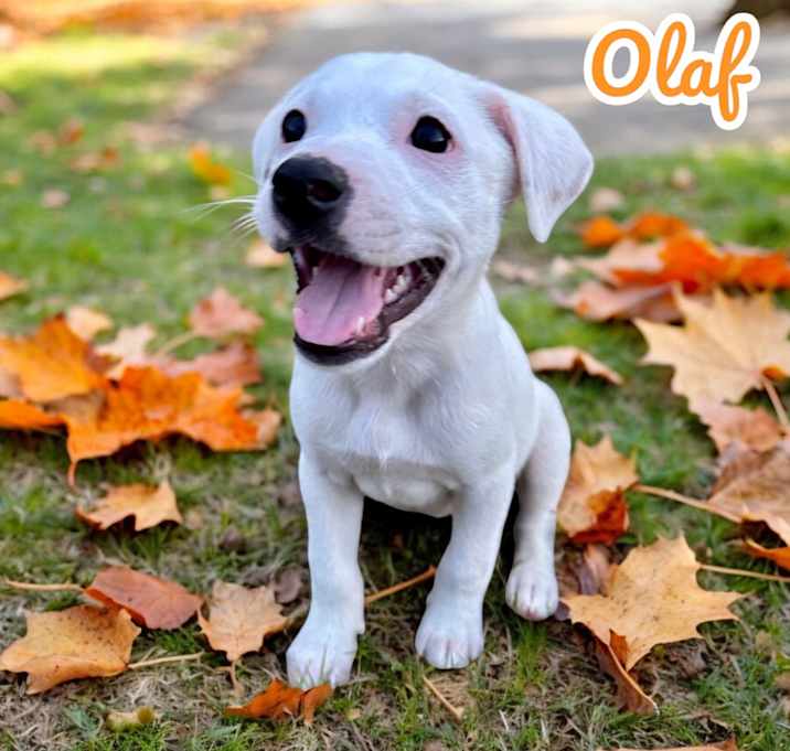 Photo of Olaf