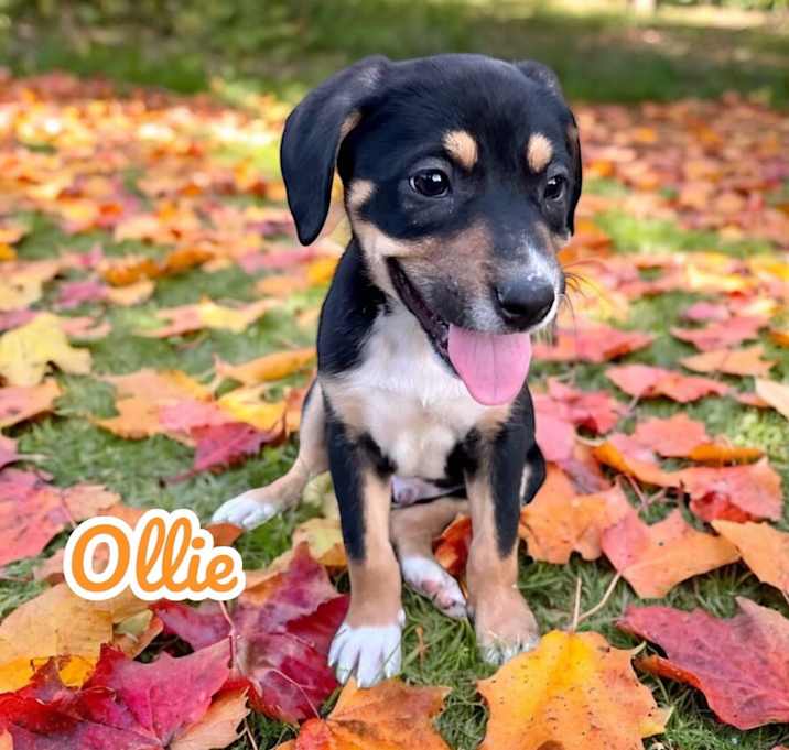 Photo of Ollie