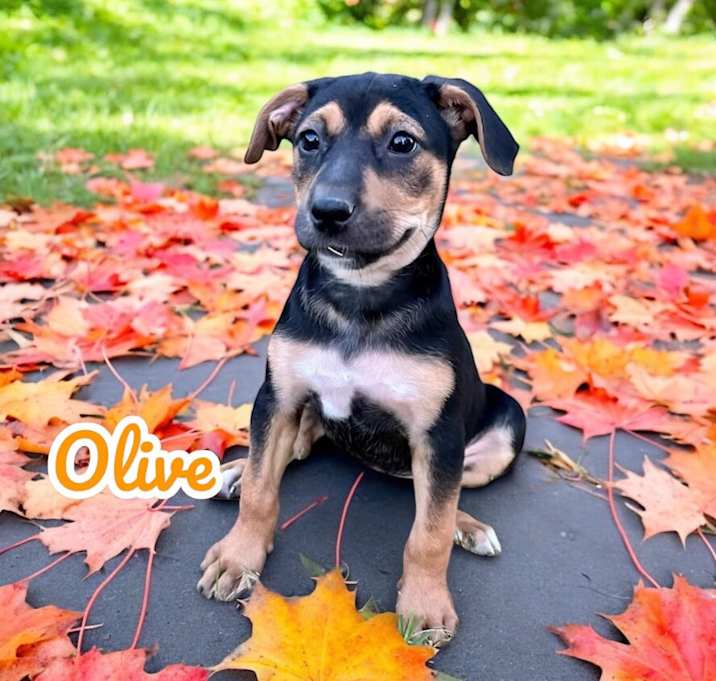 Photo of Olive