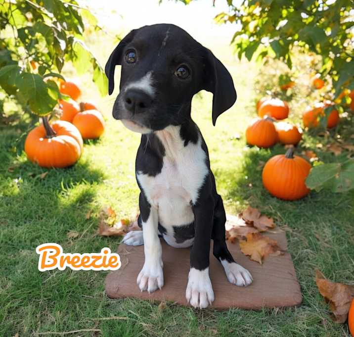 Photo of Breezie