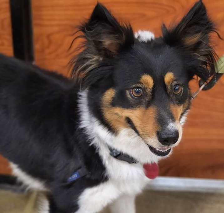 Photo of Trixie