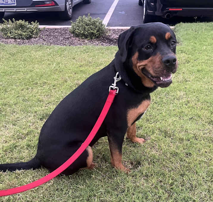 Photo of Coco