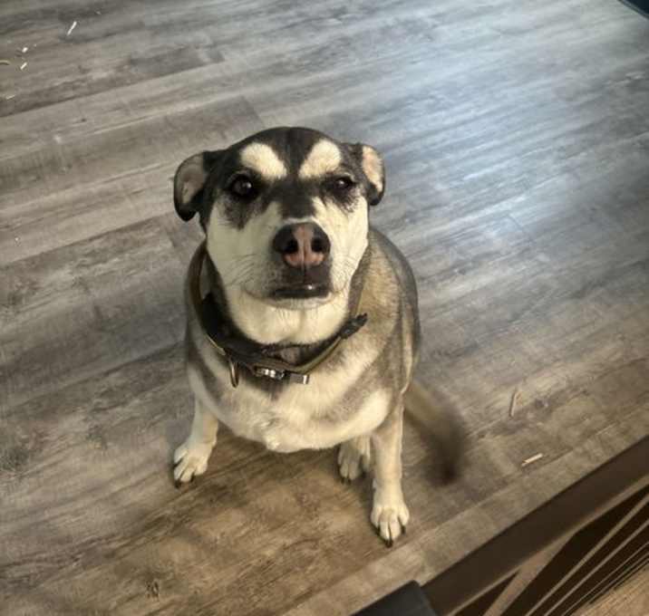 Photo of MAVERICK (COURTESY POST)