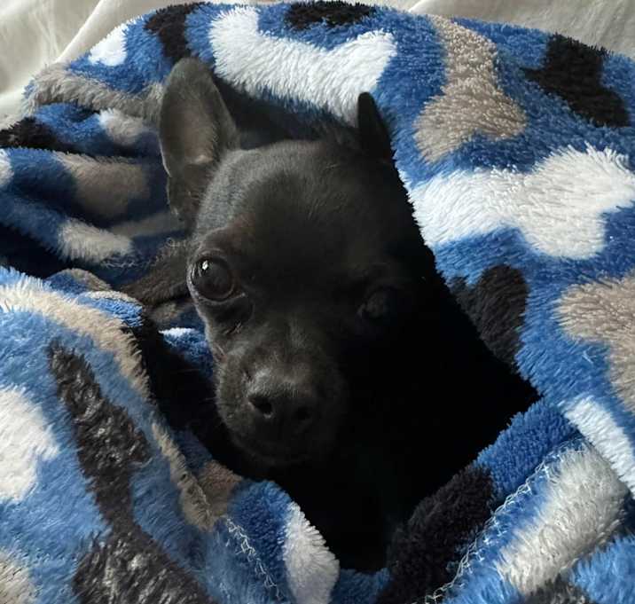 Photo of Nemo