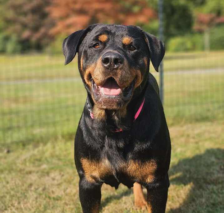 Photo of Nala
