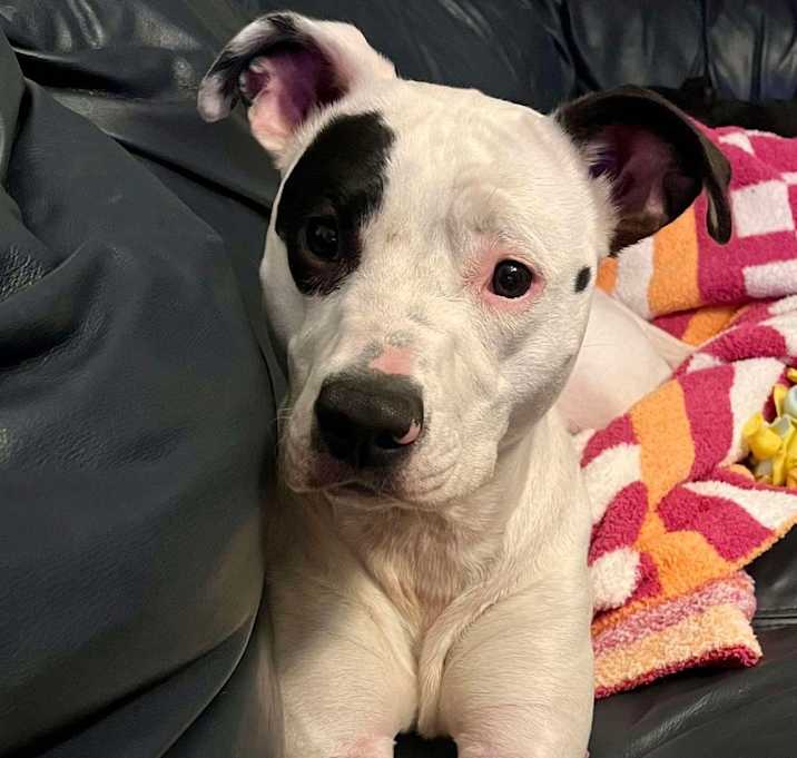 Photo of Violet