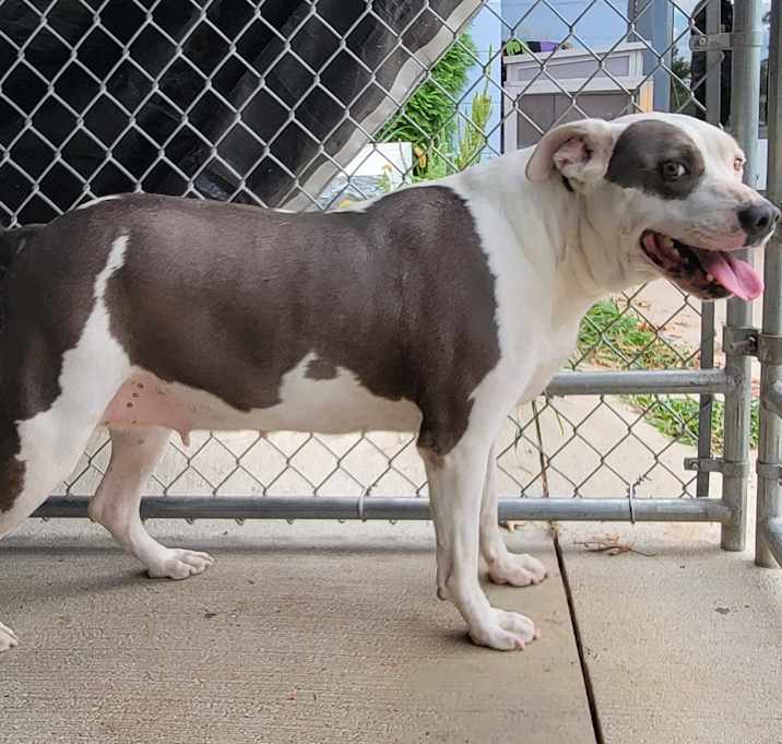 Photo of Athena (Special Needs: Deaf)