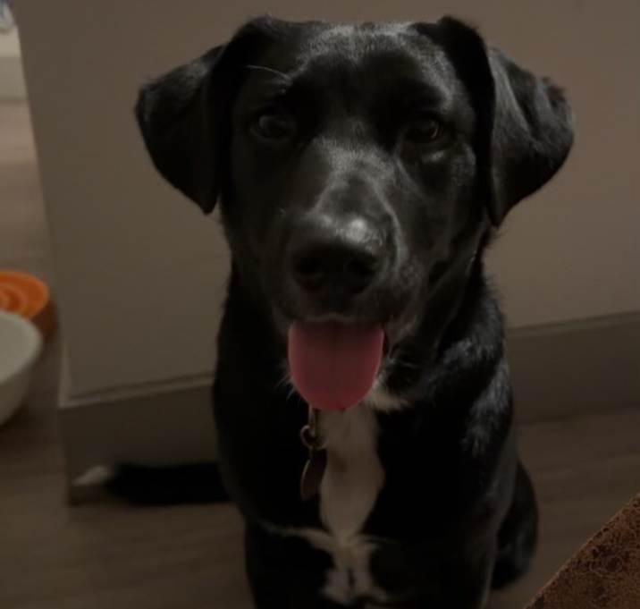 Photo of Milo