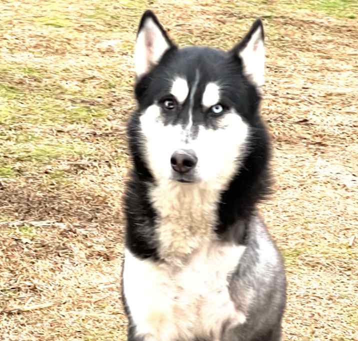Photo of Amos