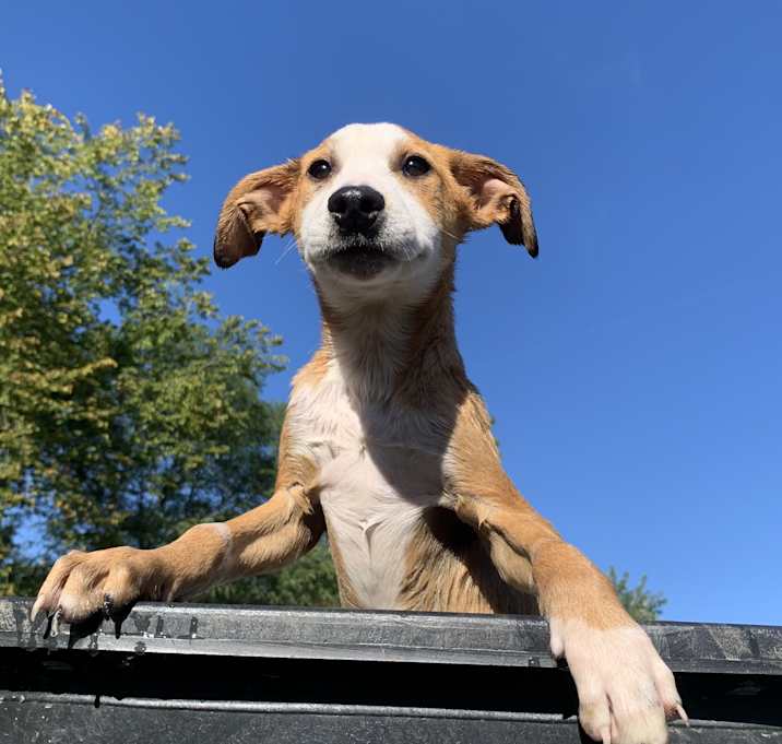 Photo of King Peppy
