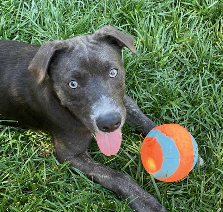 Photo of Whiskey