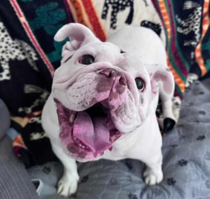 Prada Photo #1