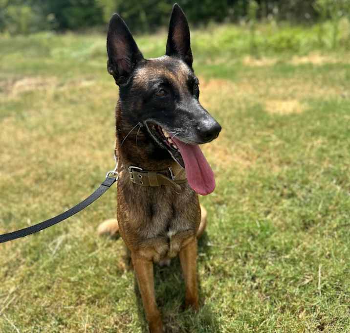 Photo of Gunner