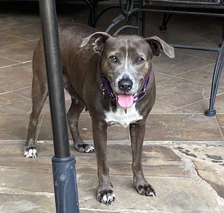 Photo of Lacy