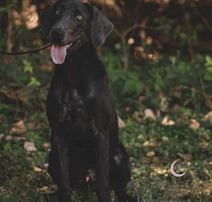 Photo of Cosmo (In Foster w/ Trainer)