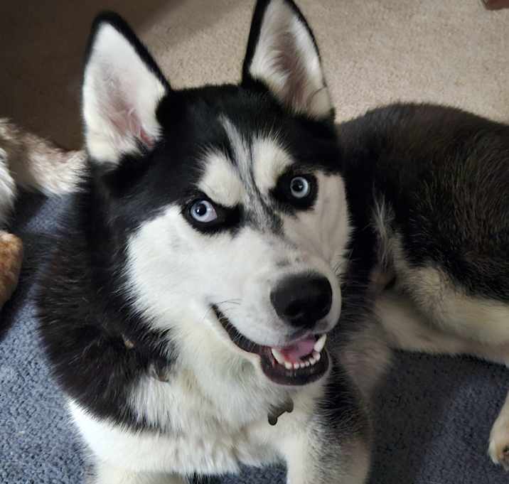 Photo of Frankie