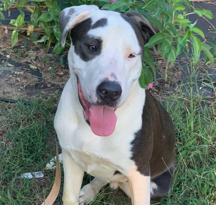 Photo of TEX sweetest dog on Earth!