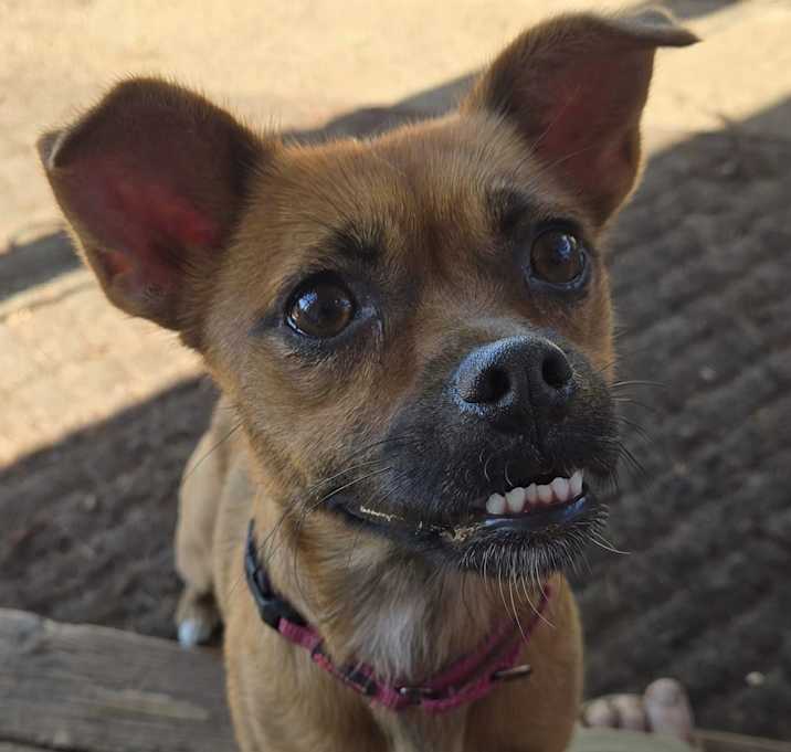 Photo of Willow