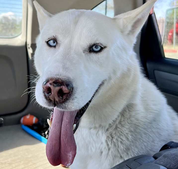 Photo of Wizard