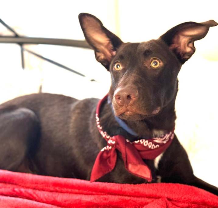 Photo of Astro