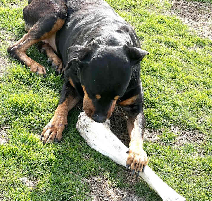 Photo of Tillie