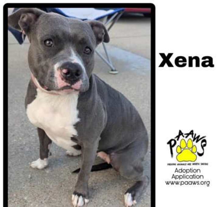 Photo of xena