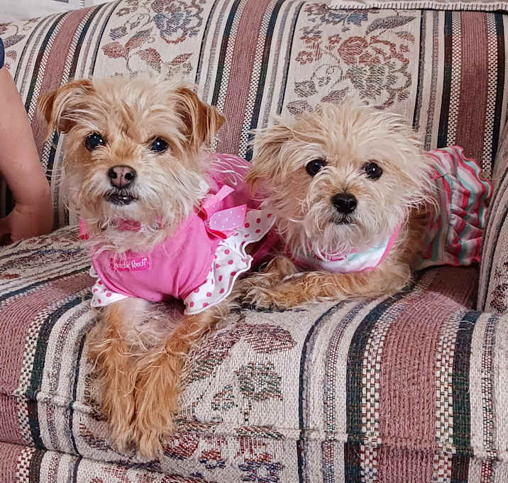 Photo of Rosie