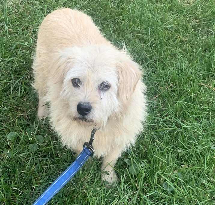 Photo of Scruffy
