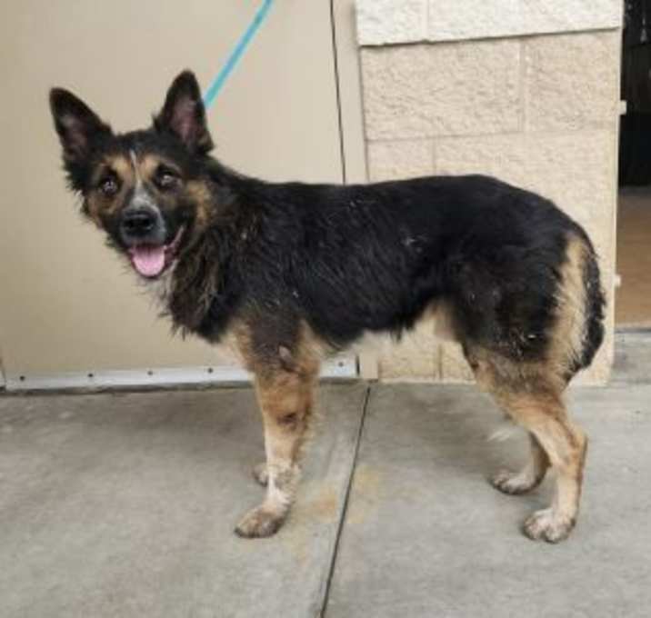 Photo of Banjo