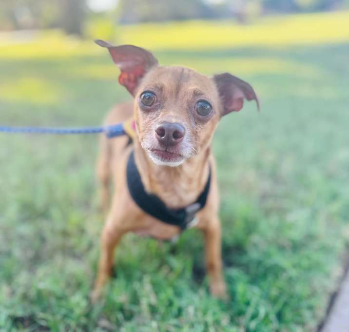 Photo of Meatball