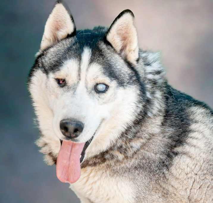 Photo of Captian Lobo