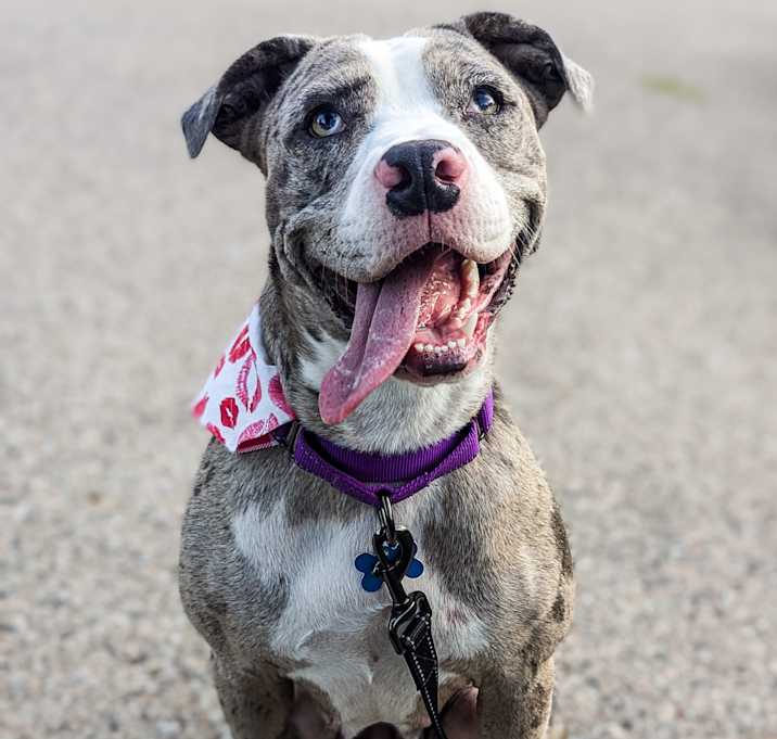 Photo of Wilma - Adoption Pending!