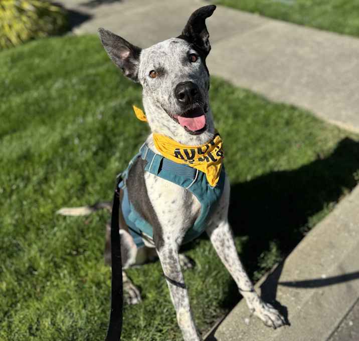 Photo of Bandit