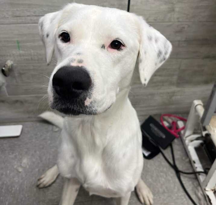 Photo of DUTCHESS