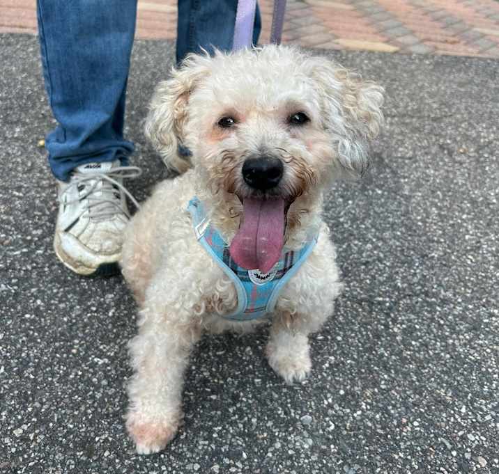 Photo of Romeo