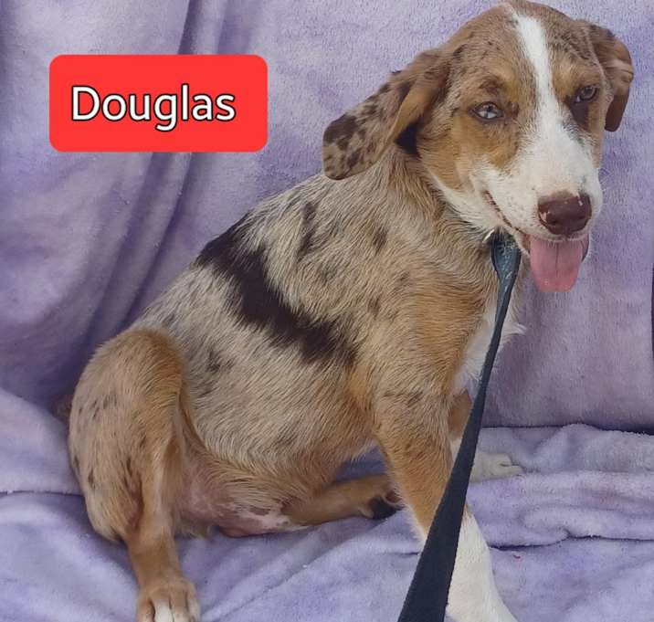 Photo of Douglas