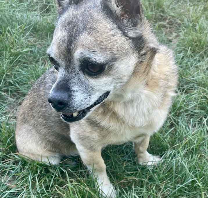 Photo of Chewy