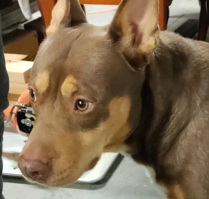 Photo of Abby