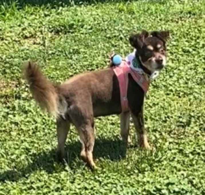 Photo of Bree (NJ)-PLAYFUL