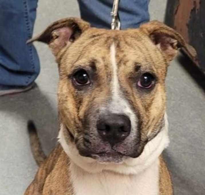 Photo of Honey