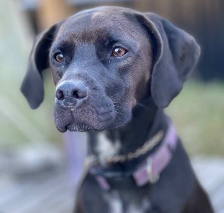 Photo of Harley