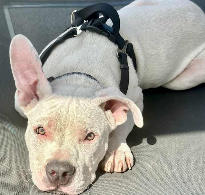 Photo of Hudson