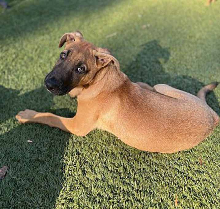 Photo of Walnut