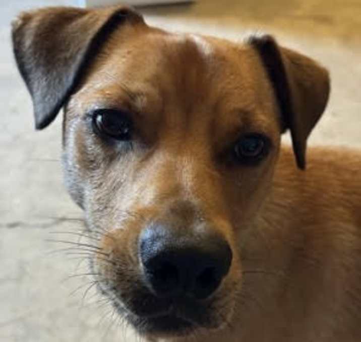 Photo of Napoleon needs urgent foster!