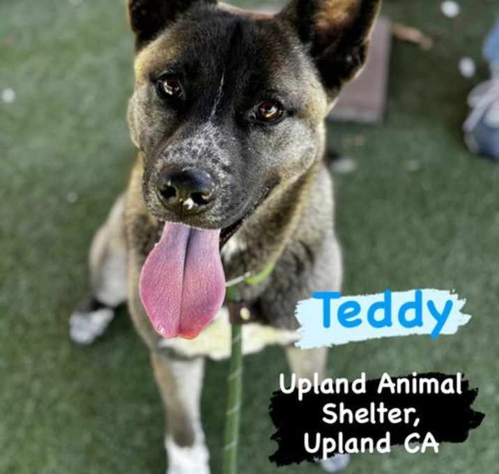 Photo of **Teddy**