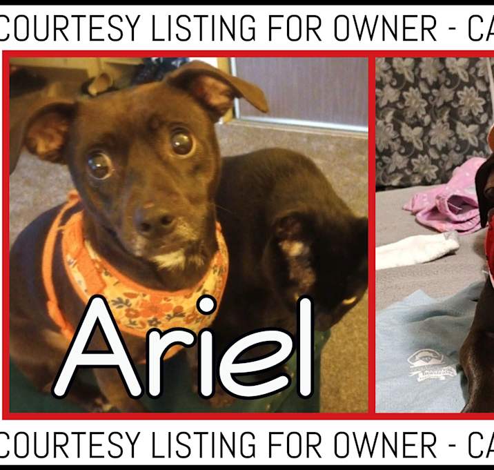 Photo of Ariel - COURTESY LISTING