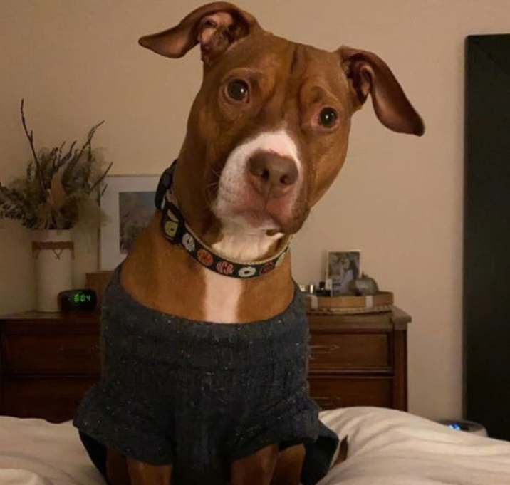 Photo of Kona